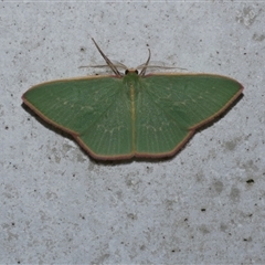 Chlorocoma dichloraria (Guenee's or Double-fringed Emerald) at Freshwater Creek, VIC - 3 May 2020 by WendyEM