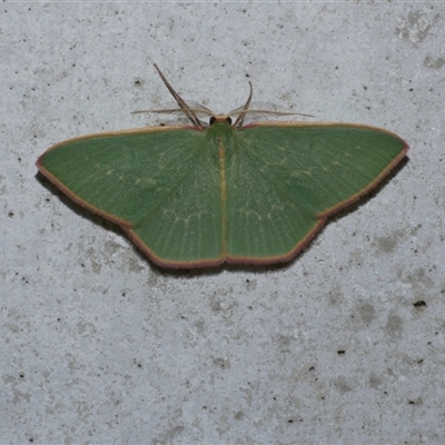 Chlorocoma dichloraria (Guenee's or Double-fringed Emerald) at Freshwater Creek, VIC - 3 May 2020 by WendyEM