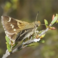 Pasma tasmanica (Two-spotted Grass-skipper) at Tharwa, ACT - 26 Nov 2024 by Harrisi