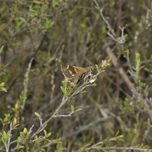 Pasma tasmanica at Tharwa, ACT - 27 Nov 2024