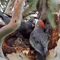 Callocephalon fimbriatum (Gang-gang Cockatoo) at Cook, ACT - 27 Nov 2024 by Jennybach