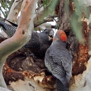 Callocephalon fimbriatum (Gang-gang Cockatoo) at Cook, ACT by Jennybach