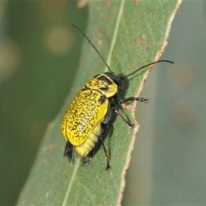 Aporocera (Aporocera) erosa at Tharwa, ACT - 27 Nov 2024