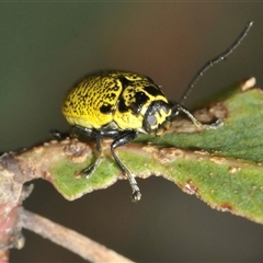 Aporocera (Aporocera) erosa at Tharwa, ACT - 27 Nov 2024