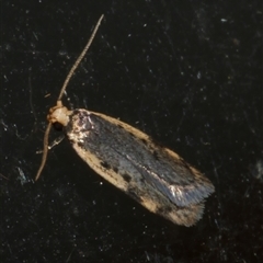 Hoplostega ochroma (a Eulechria Group moth) at Freshwater Creek, VIC - 3 May 2020 by WendyEM