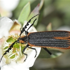 Achras limbatum (A net-winged beetle) at Tharwa, ACT - 26 Nov 2024 by Harrisi