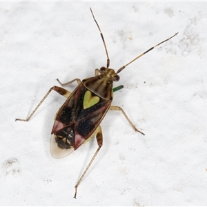 Austropeplus annulipes at Melba, ACT - 26 Nov 2024 12:06 AM