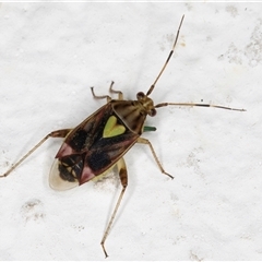 Austropeplus annulipes at Melba, ACT - 26 Nov 2024 12:06 AM