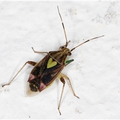 Austropeplus annulipes at Melba, ACT - 26 Nov 2024 12:06 AM