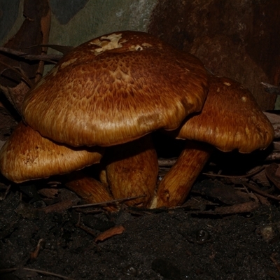 zz agaric (stem; gill colour unknown) at Freshwater Creek, VIC - 3 May 2020 by WendyEM