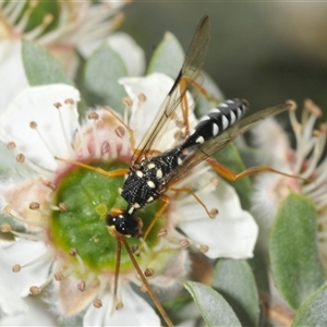 Pristaulacus flavoguttatus (Aulacid wasp) at Tharwa, ACT by Harrisi