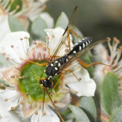 Pristaulacus flavoguttatus (Aulacid wasp) at Tharwa, ACT - 27 Nov 2024 by Harrisi