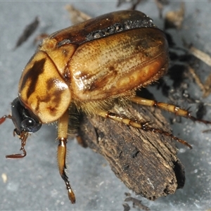 Cyclocephala signaticollis at Stirling, ACT - 27 Nov 2024 04:52 PM