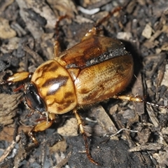 Cyclocephala signaticollis at Stirling, ACT - 27 Nov 2024