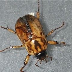 Cyclocephala signaticollis at Stirling, ACT - 27 Nov 2024