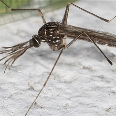 Aedes (Rampamyia) notoscriptus (Striped Mosquito) at Melba, ACT - 26 Nov 2024 by kasiaaus