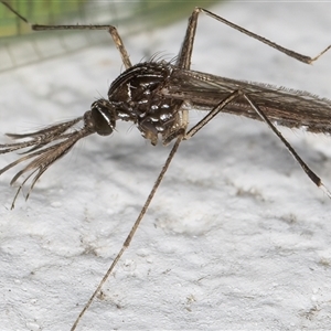 Aedes (Rampamyia) notoscriptus at Melba, ACT - 26 Nov 2024 12:07 AM