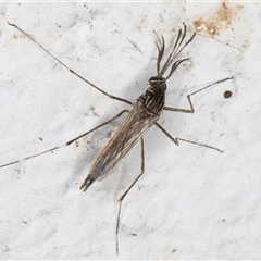 Aedes (Rampamyia) notoscriptus at Melba, ACT - 26 Nov 2024 12:07 AM