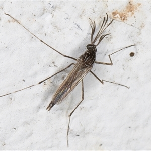 Aedes (Rampamyia) notoscriptus at Melba, ACT - 26 Nov 2024 12:07 AM