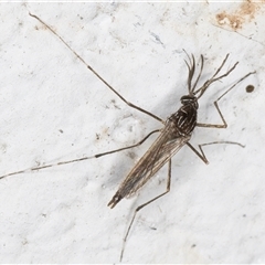 Aedes (Rampamyia) notoscriptus at Melba, ACT - 26 Nov 2024 12:07 AM