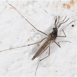 Aedes (Rampamyia) notoscriptus at Melba, ACT - 26 Nov 2024 12:07 AM