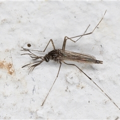 Aedes (Rampamyia) notoscriptus at Melba, ACT - 26 Nov 2024 12:07 AM