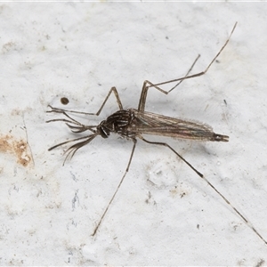 Aedes (Rampamyia) notoscriptus at Melba, ACT - 26 Nov 2024 12:07 AM