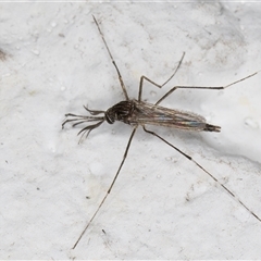 Aedes (Rampamyia) notoscriptus at Melba, ACT - 26 Nov 2024 12:07 AM