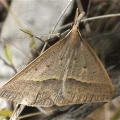 Epidesmia hypenaria (Long-nosed Epidesmia) at Tharwa, ACT - 26 Nov 2024 by Harrisi