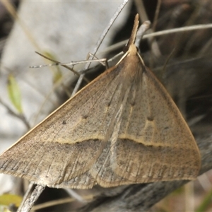 Epidesmia hypenaria (Long-nosed Epidesmia) at Tharwa, ACT by Harrisi