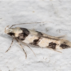 Labdia bryomima (A Gelechioid moth (Cosmopterigidae) at Melba, ACT - 25 Nov 2024 by kasiaaus