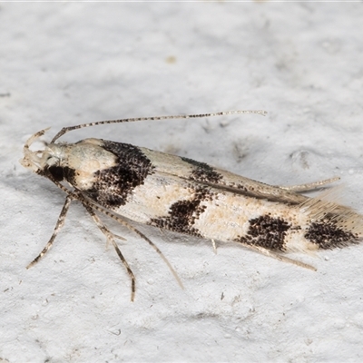 Labdia bryomima (A Gelechioid moth (Cosmopterigidae) at Melba, ACT - 25 Nov 2024 by kasiaaus