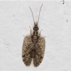 Psectra sp. (genus) (Psectra lacewing) at Melba, ACT - 25 Nov 2024 by kasiaaus