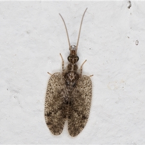 Psectra sp. (genus) (Psectra lacewing) at Melba, ACT by kasiaaus