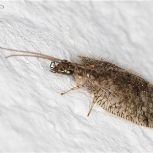 Psectra sp. (genus) at Melba, ACT - 26 Nov 2024