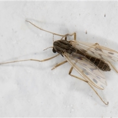 Polypedilum (Polypedilum) nubifer (A non-biting midge) at Melba, ACT - 25 Nov 2024 by kasiaaus