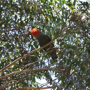 Callocephalon fimbriatum (Gang-gang Cockatoo) at Acton, ACT by TimL