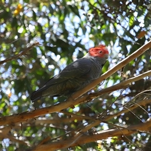 Callocephalon fimbriatum at Acton, ACT - suppressed