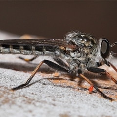 Cerdistus sp. (genus) (Slender Robber Fly) at Yarralumla, ACT - 26 Nov 2024 by TimL