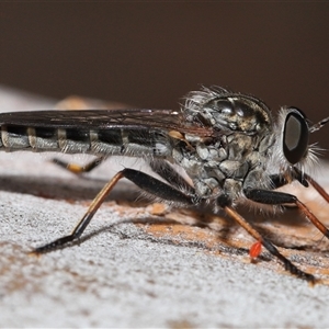 Cerdistus sp. (genus) (Slender Robber Fly) at Yarralumla, ACT by TimL