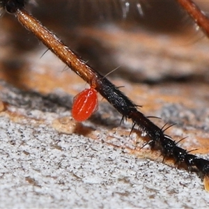 Acari (informal subclass) (Unidentified mite) at Yarralumla, ACT by TimL