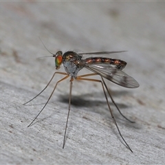 Heteropsilopus sp. (genus) (A long legged fly) at Acton, ACT - 27 Nov 2024 by TimL