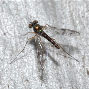 Heteropsilopus sp. (genus) at Acton, ACT - 27 Nov 2024