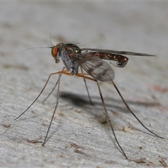 Heteropsilopus sp. (genus) at Acton, ACT - 27 Nov 2024