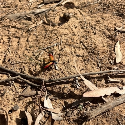 Unidentified Beetle (Coleoptera) at Orangeville, NSW - 26 Nov 2024 by BeckBrownlowHill