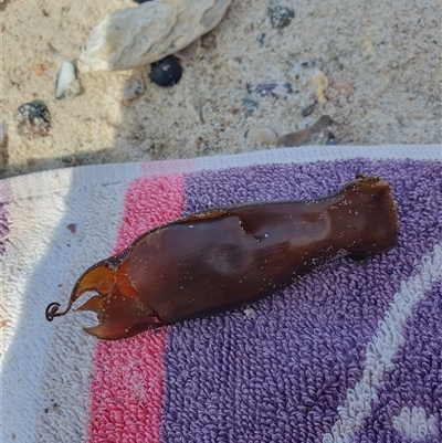 Unidentified Marine Fish Uncategorised at Beecroft Peninsula, NSW - 11 Oct 2024 by Megan123