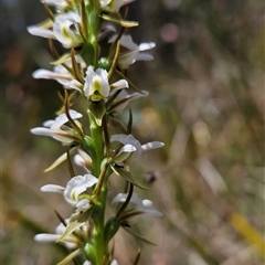 Paraprasophyllum jeaneganiae (Jean's Leek Orchid) at Tennent, ACT - 21 Nov 2024 by BethanyDunne