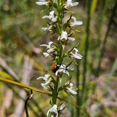 Paraprasophyllum jeaneganiae at suppressed - 21 Nov 2024