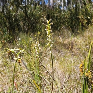 Paraprasophyllum jeaneganiae at suppressed - 21 Nov 2024