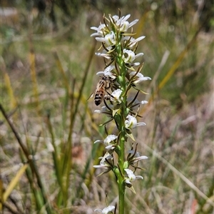 Paraprasophyllum jeaneganiae at suppressed - 21 Nov 2024